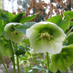 Rosa de Navidad de Oriente